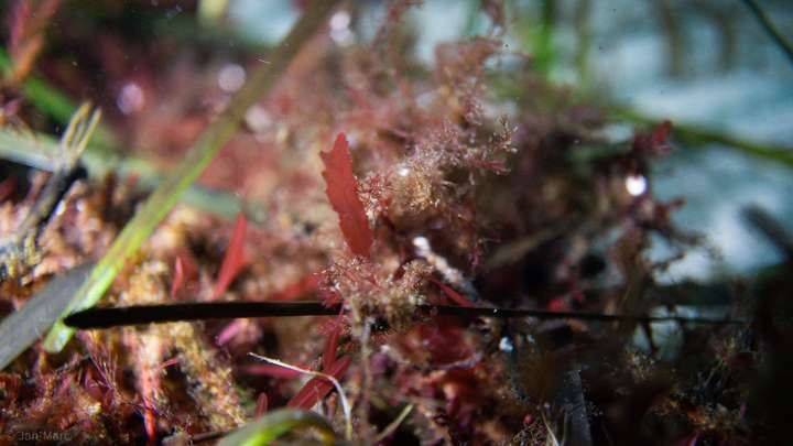 Makroaufnahme roter Fauna in den Seegraswiesen der Ostsee beim Tauchen am Falkensteiner Strand