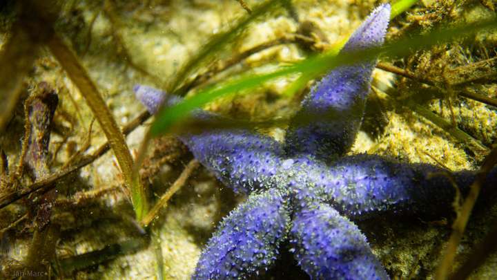Blauer Seestern in den Seegraswiesen der Ostsee beim Tauchen am Falkensteiner Strand