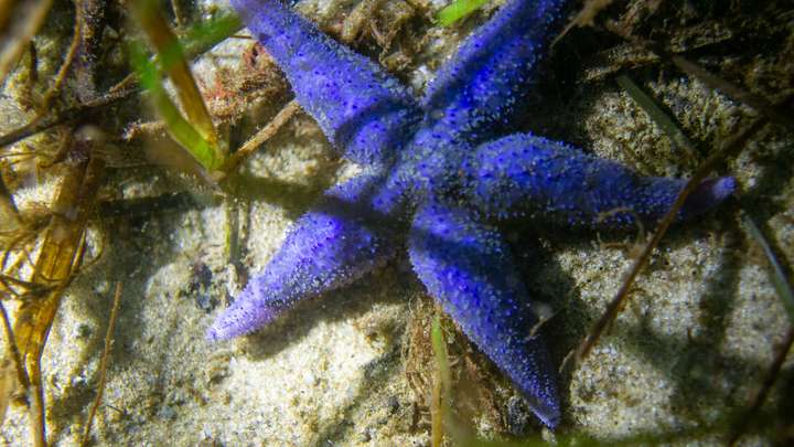 Seestern in kräftigem Blau zwischen Seegras in der Ostsee, Unterwasseraufnahme bei Kiel