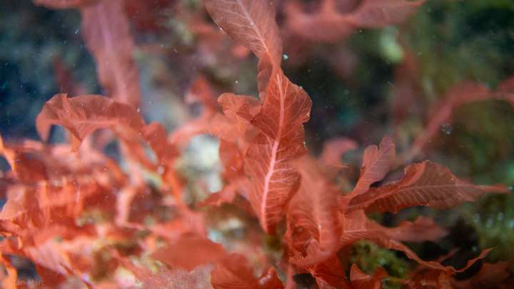 Rote Algen in den Seegraswiesen der Ostsee, Makroaufnahme beim Tauchen am Falkensteiner Strand