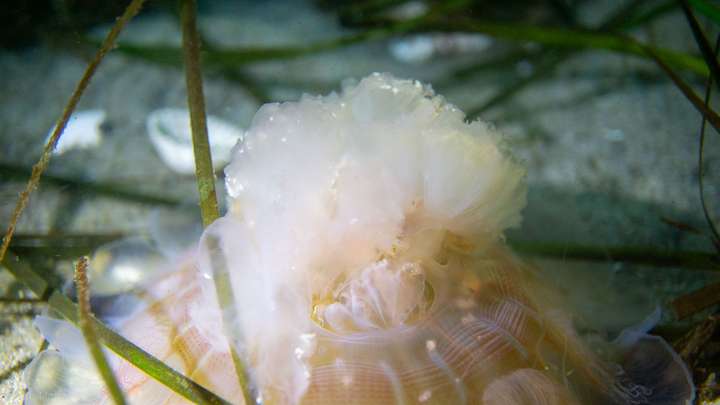 Durchscheinende Qualle in den Seegraswiesen der Ostsee, Makroaufnahme beim Tauchen am Falkensteiner Strand