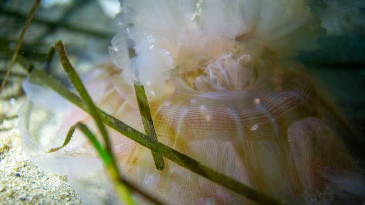 Makrodetail einer Qualle in den Seegraswiesen der Ostsee beim Tauchen am Falkensteiner Strand