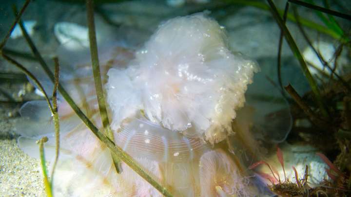 Große Qualle in den Seegraswiesen der Ostsee, Unterwasseraufnahme beim Tauchen am Falkensteiner Strand