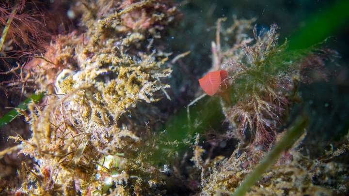 Rote Alge zwischen Seegras und Algenbewuchs in den Seegraswiesen der Ostsee, Makroaufnahme beim Tauchen