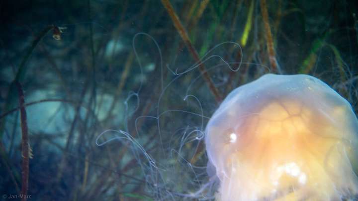 Qualle mit feinen Tentakeln in den Seegraswiesen der Ostsee, Unterwasseraufnahme beim Tauchen am Falkensteiner Strand