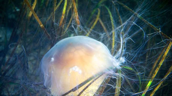 Qualle zwischen Seegras in der Ostsee, Unterwasseraufnahme beim Tauchen am Falkensteiner Strand