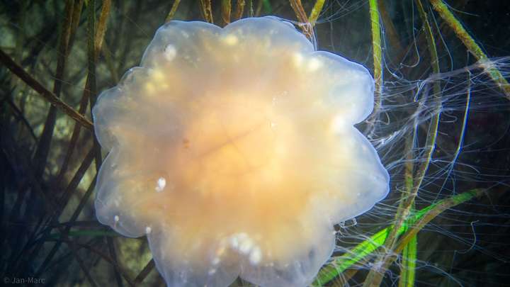 Große Qualle mit blütenförmigem Schirm in den Seegraswiesen der Ostsee, Unterwasseraufnahme beim Tauchen