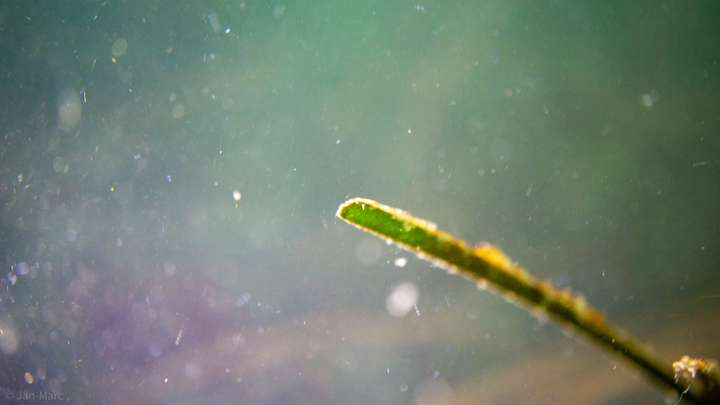 Detailaufnahme eines Seegrasblatts in den Seegraswiesen der Ostsee, Makrofotografie beim Tauchen