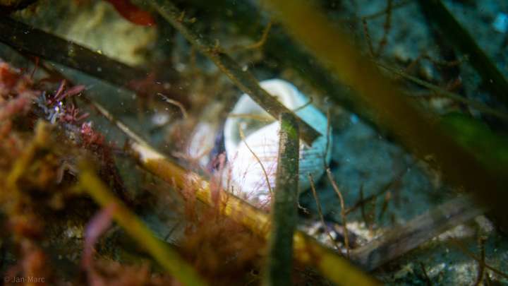 Muschelschale zwischen Seegras und Algen in den Seegraswiesen der Ostsee, Makroaufnahme beim Tauchen