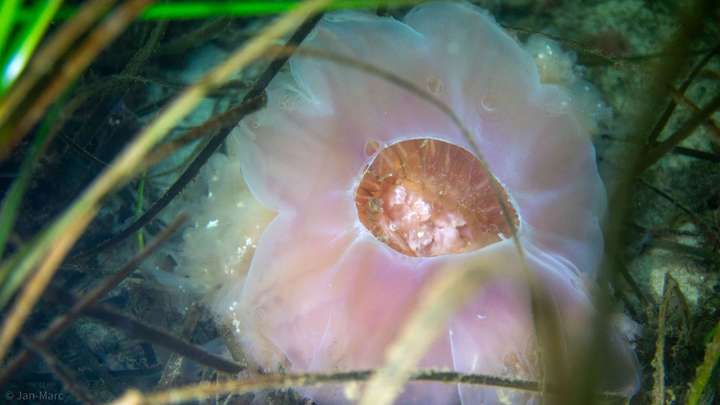 Makroaufnahme einer Qualle mit sichtbarem Inneren in den Seegraswiesen der Ostsee beim Tauchen