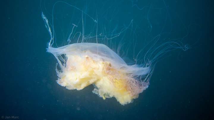 Freischwebende Qualle mit langen Tentakeln in der Ostsee, Unterwasseraufnahme beim Tauchen