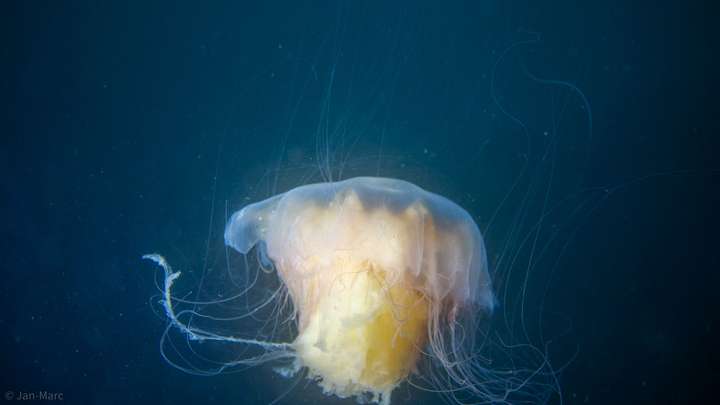 Freischwebende Qualle im offenen Wasser der Ostsee mit langen Tentakeln, Unterwasseraufnahme