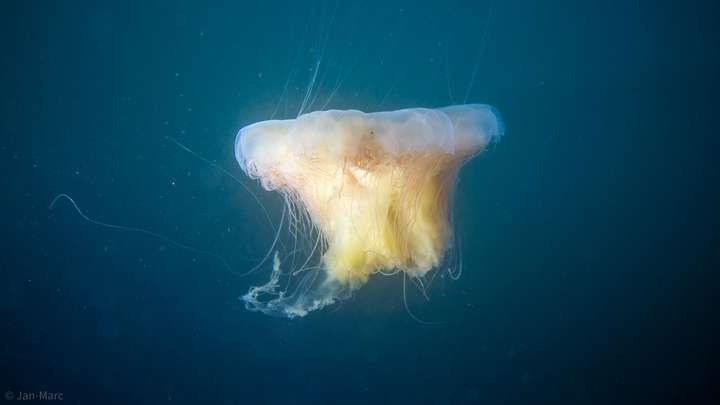 Große freischwebende Qualle im offenen Wasser der Ostsee, Unterwasseraufnahme mit langen Tentakeln