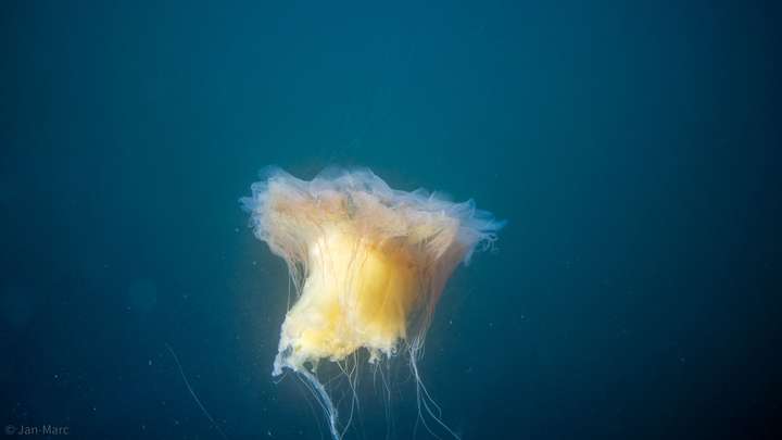 Freischwebende Qualle im offenen Wasser der Ostsee mit langen Tentakeln, Unterwasserfotografie