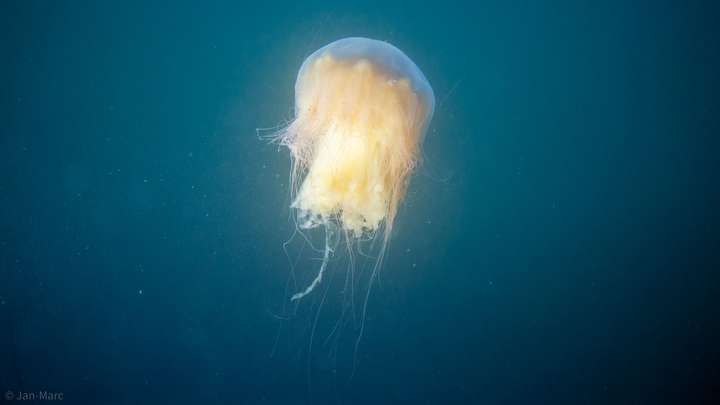 Freischwebende Qualle im offenen Wasser der Ostsee mit transparentem Schirm und langen Tentakeln
