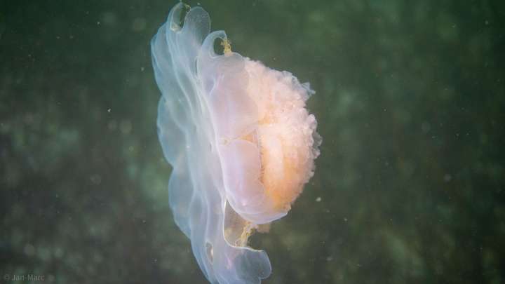 Seitliche Aufnahme einer Qualle in der Ostsee mit transparentem Schirm und zartem gelb-rosa Körper im Freiwasser