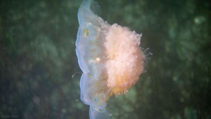 Qualle in der Ostsee in Seitenansicht, fotografiert beim Tauchen mit transparentem Schirm und gelblichem Inneren
