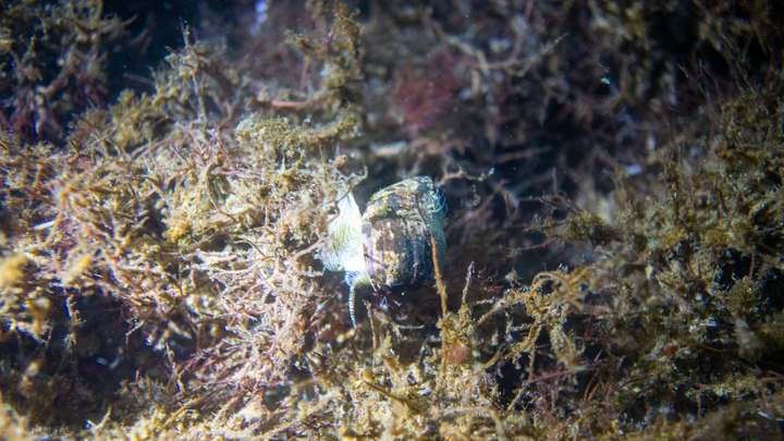 Meeresschnecke zwischen Algen in den Seegraswiesen der Ostsee, Makroaufnahme beim Tauchen