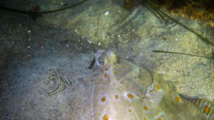Getarnter Plattfisch auf sandigem Meeresboden in den Seegraswiesen der Ostsee beim Tauchen