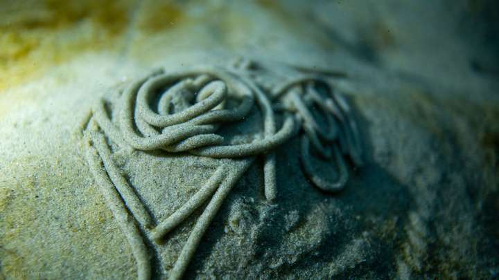 Fraßspur eines Wattwurms im Sand der Ostsee bei einem Tauchgang in den Seegraswiesen